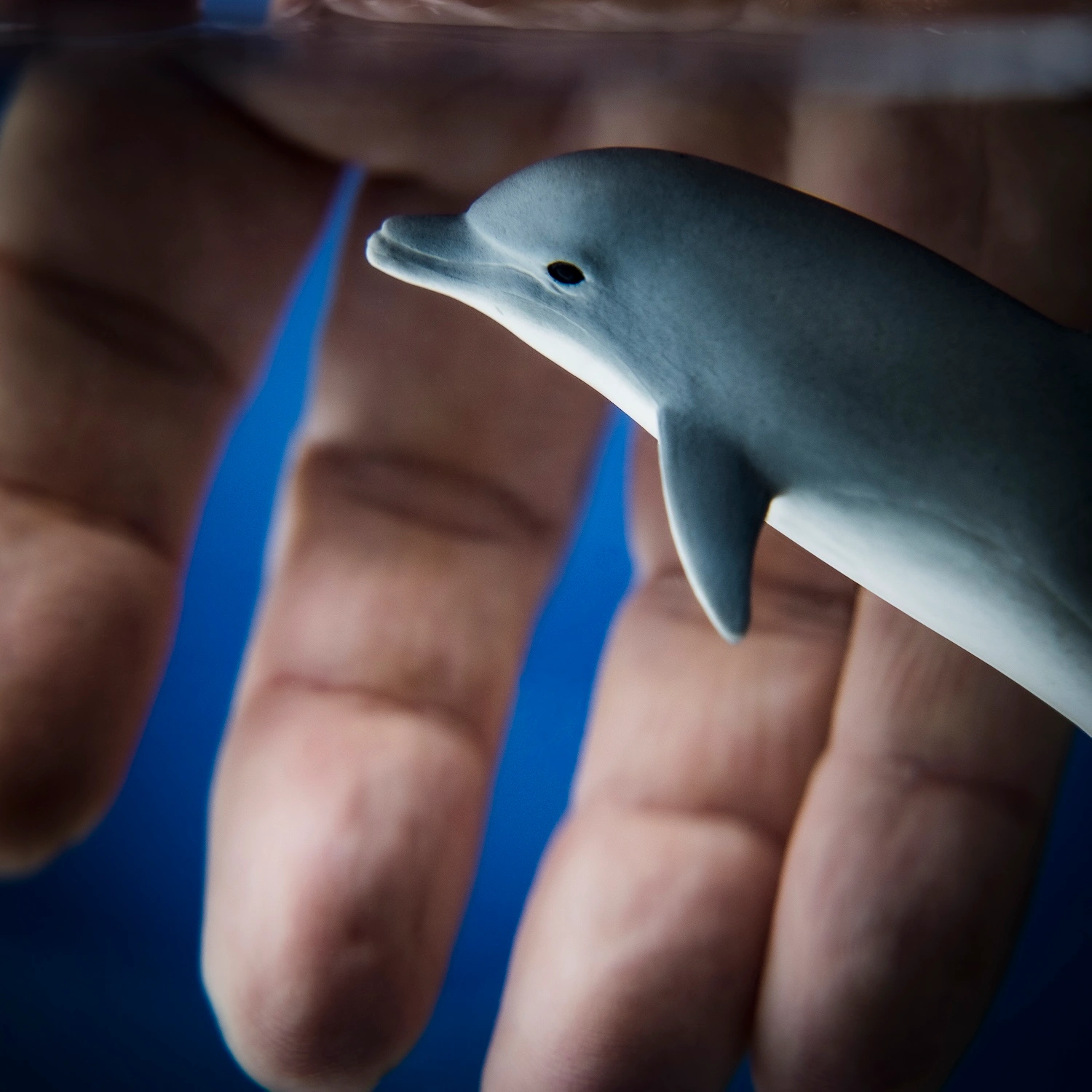 Empathy and Earth — Dolphin fine art photography