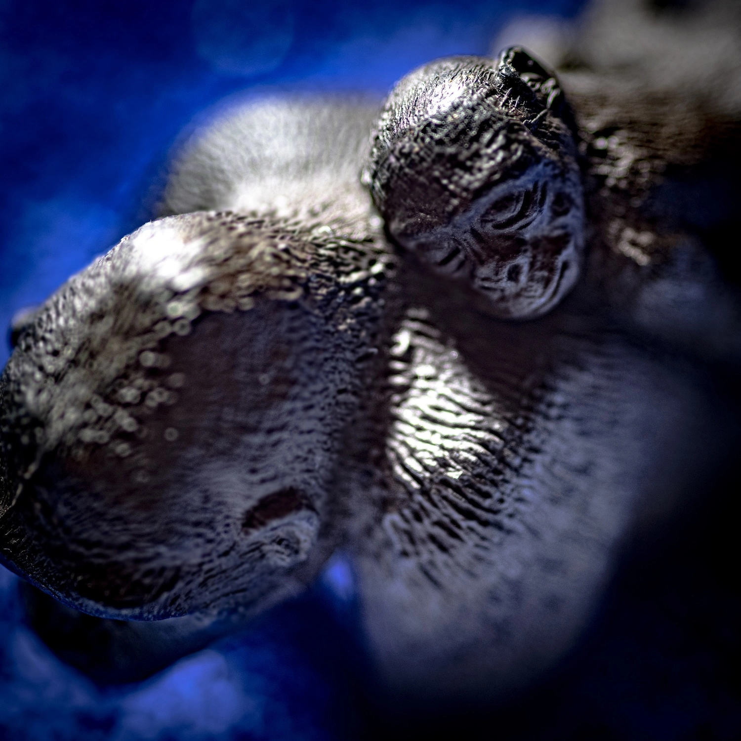 Empathy and Earth — Gorillas fine art photography
