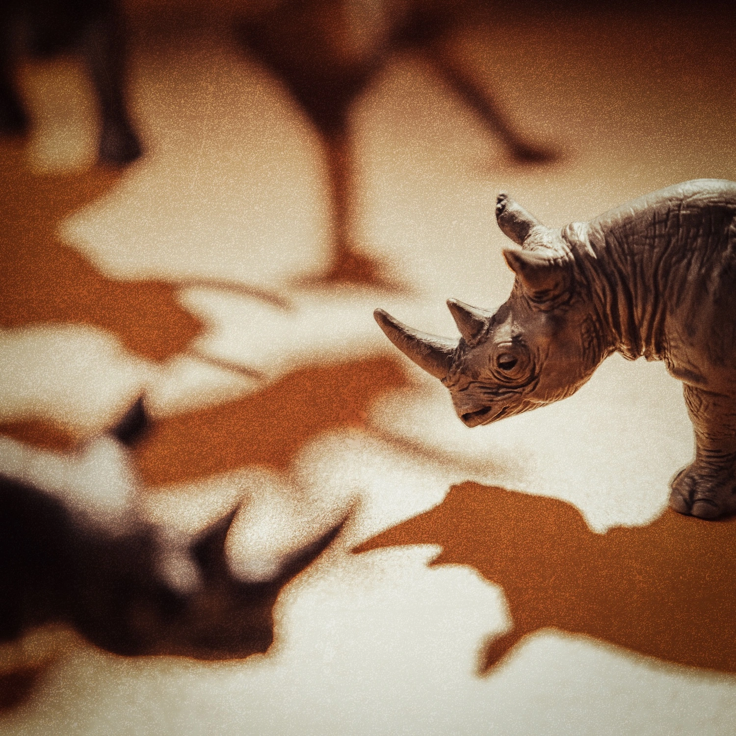 Empathy and Earth — Rhinoceros fine art photography
