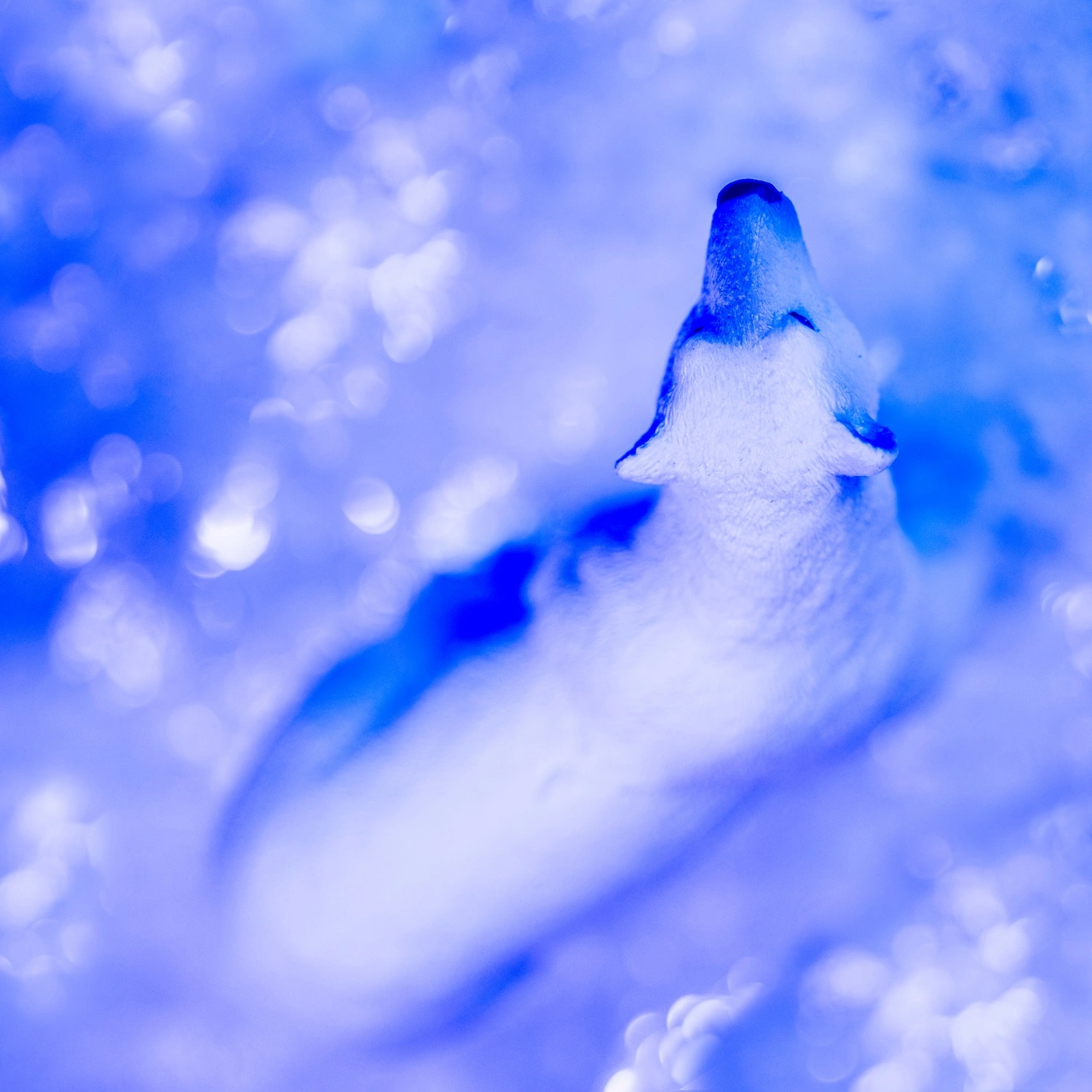 Empathy and Earth — Polar Bear fine art photography