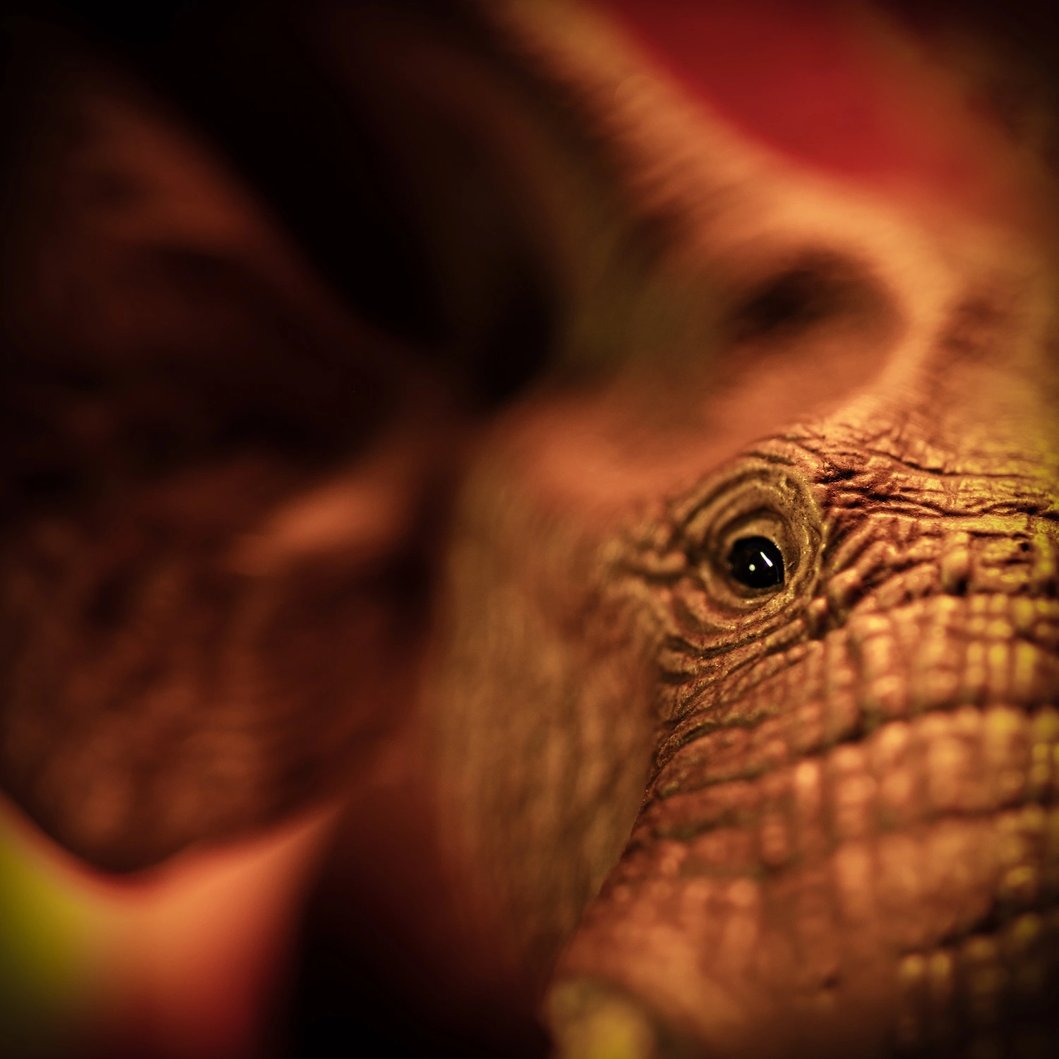 Empathy and Earth — Elephant fine art photography
