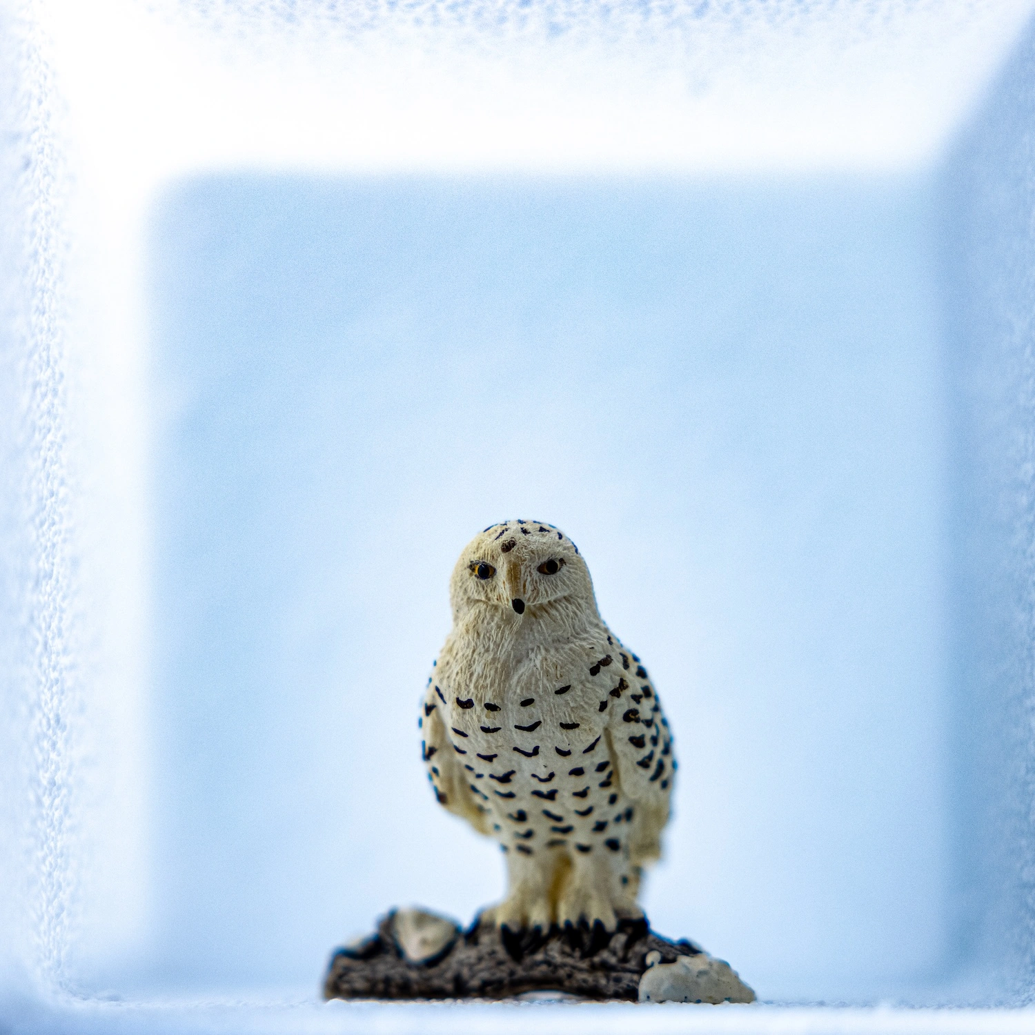 Empathy and Earth — The White Owl fine art photography