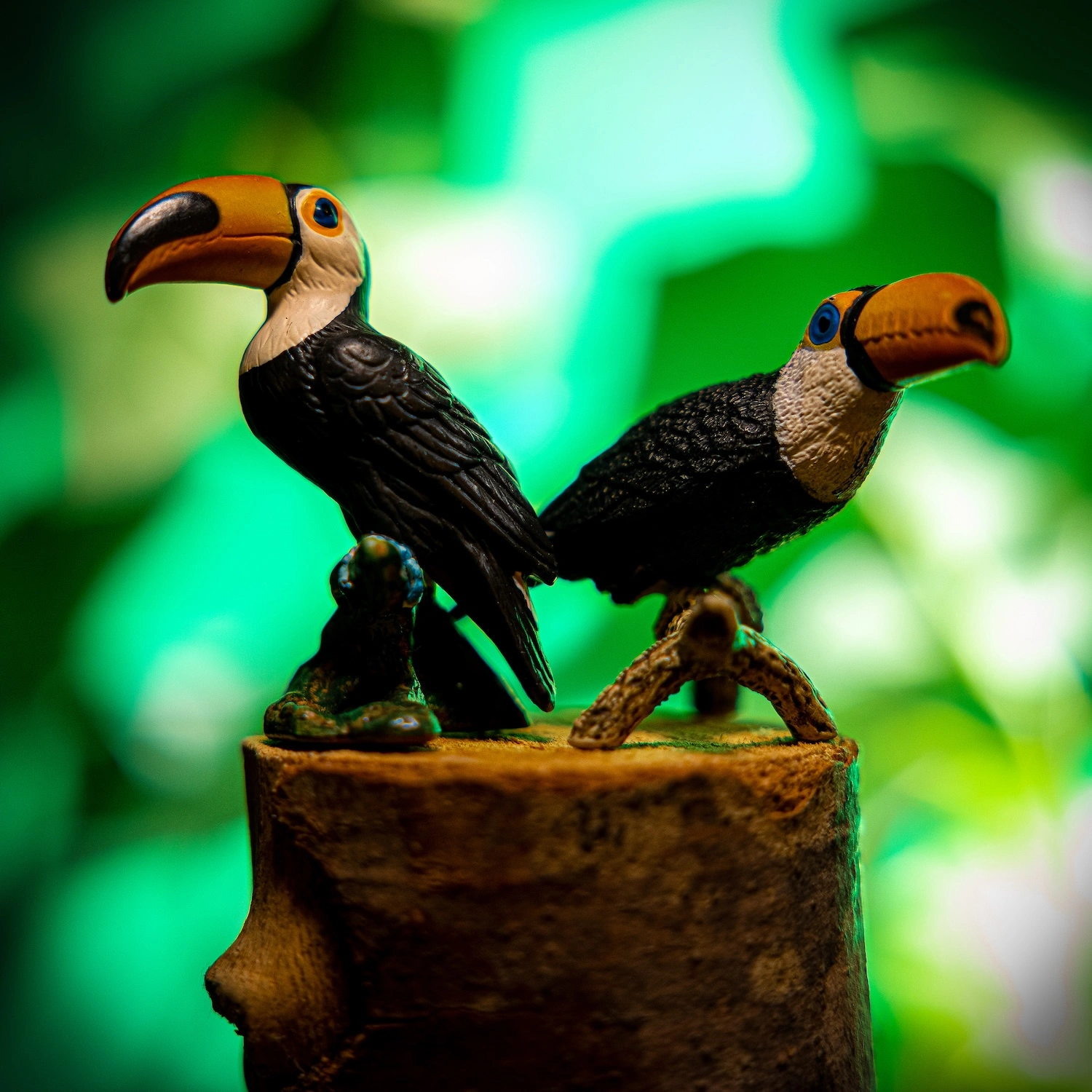 Empathy and Earth — Toucans fine art photography