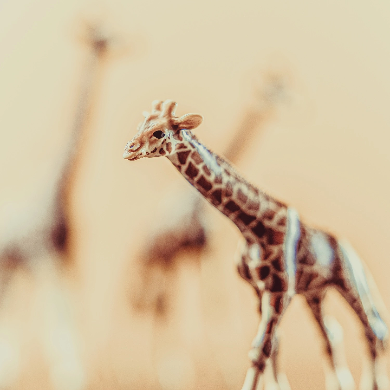Empathy and Earth — Giraffe fine art photography