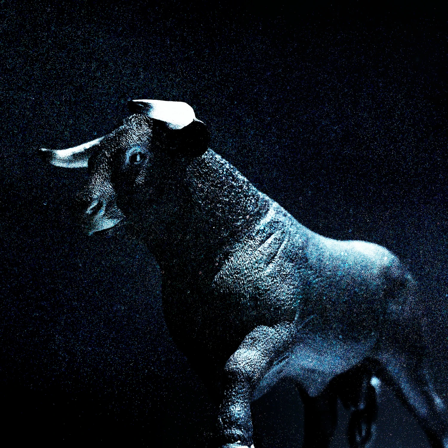 Cosmos & Myth Taurus fine art animal photography series 2025