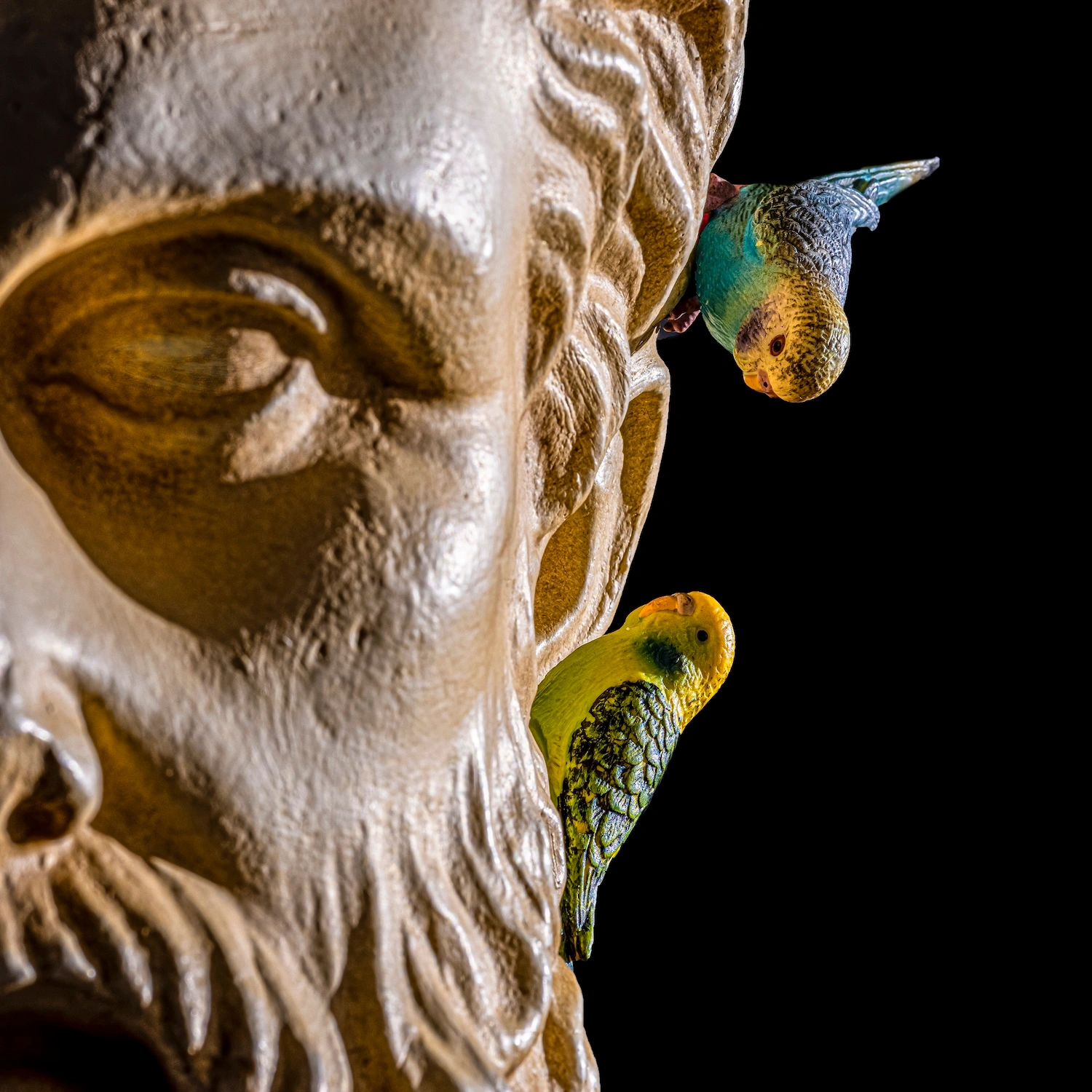 Cosmos & Myth Canaries fine art animal photography series 2025