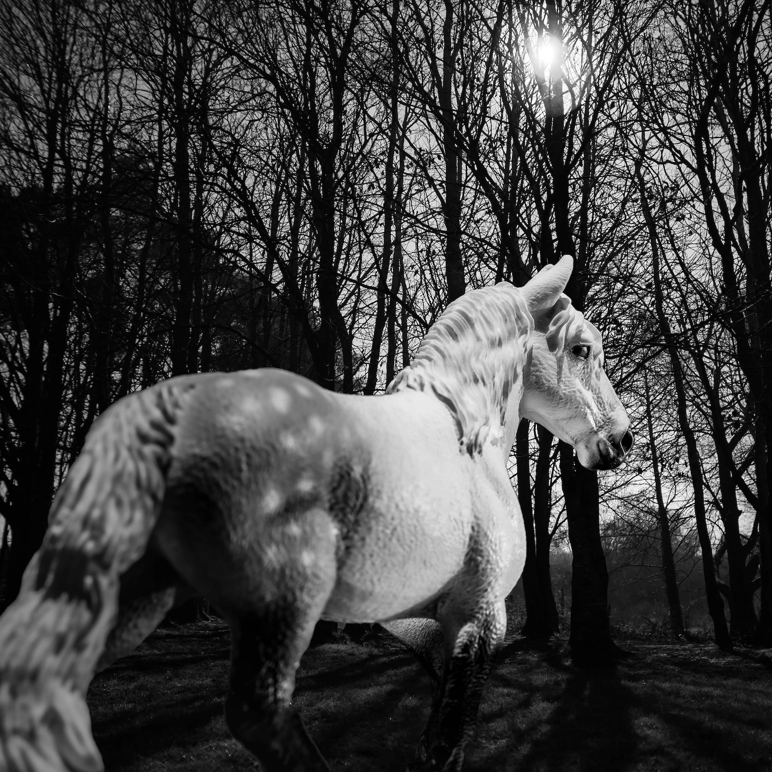 Cosmos & Myth Horse fine art animal photography series 2025